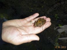 Крестовка-кавказская_1